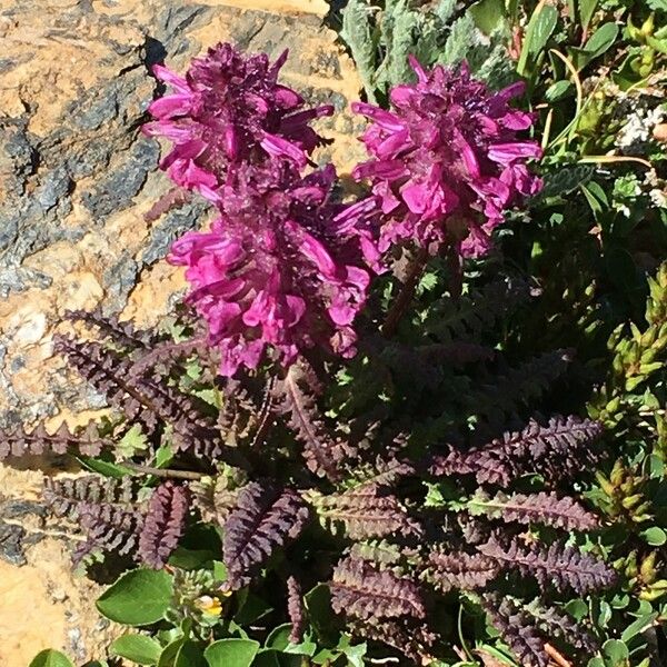 Pedicularis verticillata Hábito