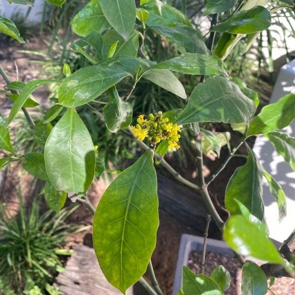 Psychotria capensis Blad