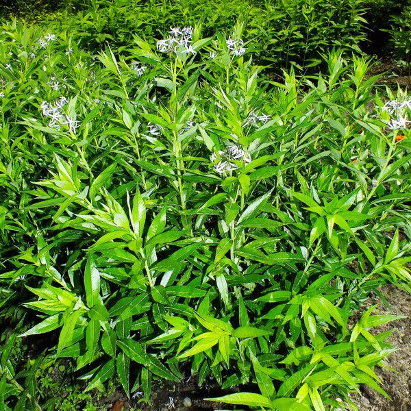 Amsonia tabernaemontana Hàbitat