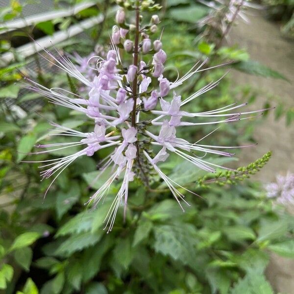 Orthosiphon aristatus Flower