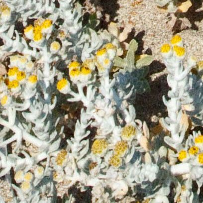 Achillea maritima Folha