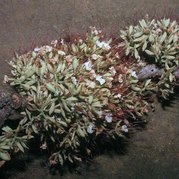 Zygia racemosa 形态