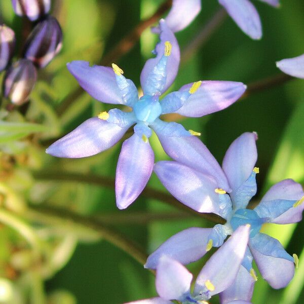 Scilla peruviana Blüte