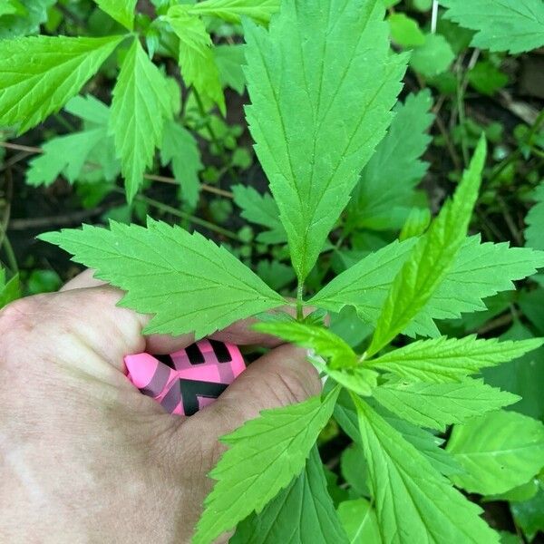 Geum laciniatum Leaf