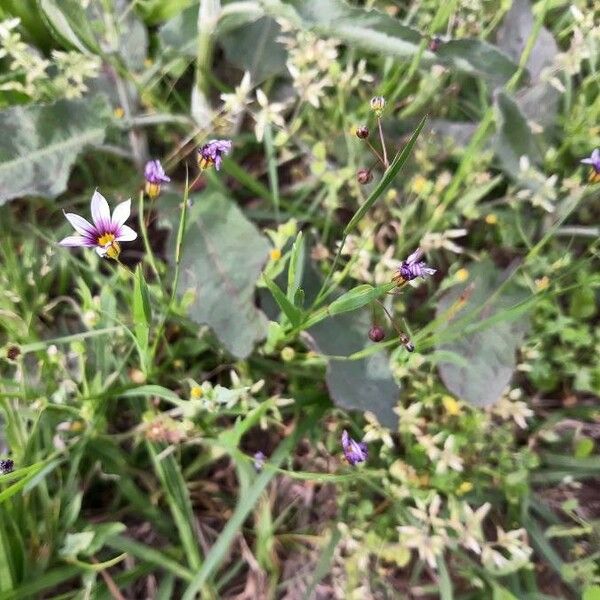 Sisyrinchium rosulatum Hábito