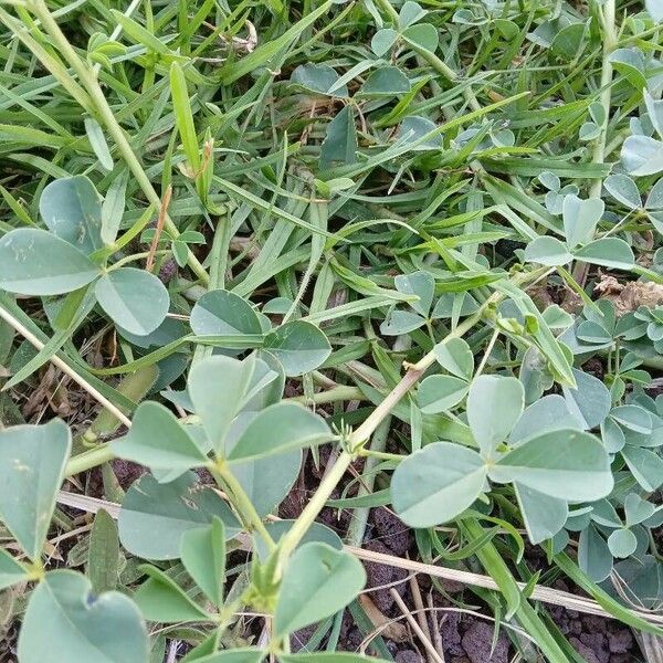 Crotalaria incana Fuelha