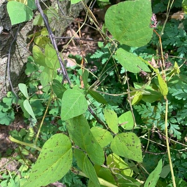 Amphicarpaea bracteata Levél