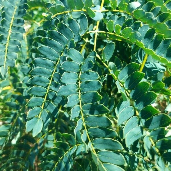 Albizia lebbeck Blatt