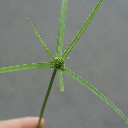 Cyperus aromaticus Foglia