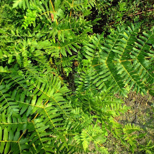 Osmunda regalis Fuelha