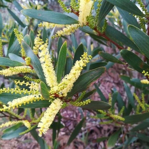 Acacia longifolia Flors