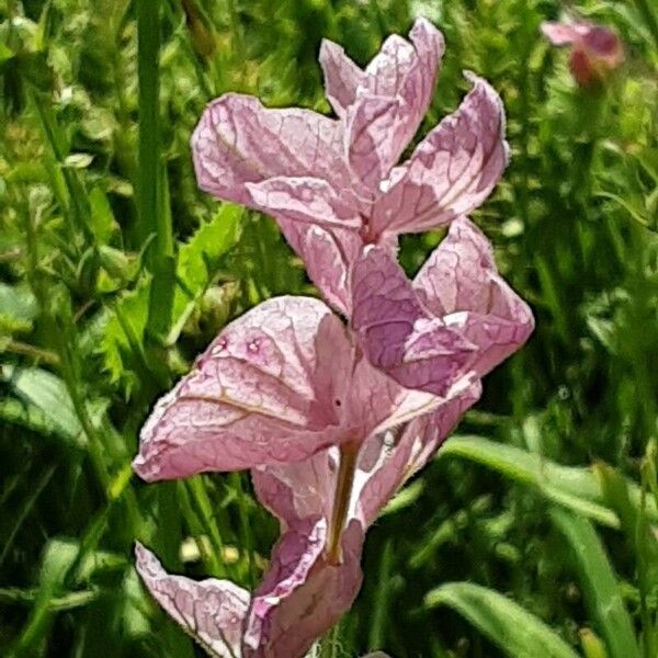 Salvia viridis পাতা