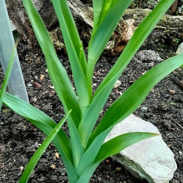 Iris cristata Leaf