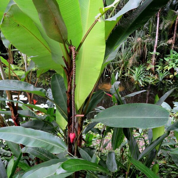 Musa ornata Habit