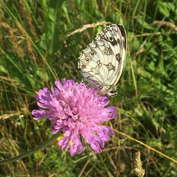 Knautia arvensis Цветок