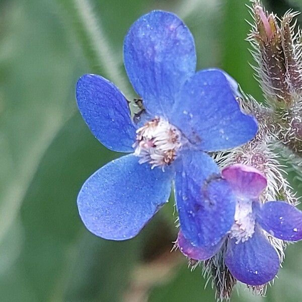 Anchusa azurea Fleur