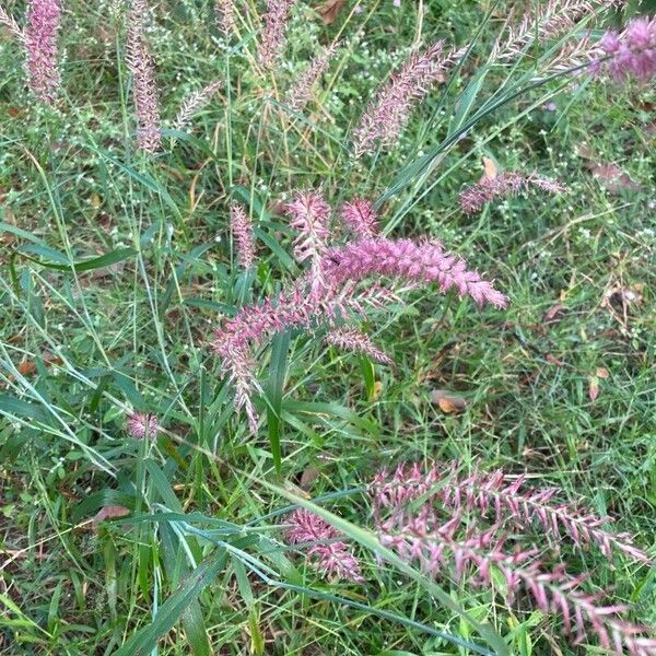 Cenchrus orientalis Flower