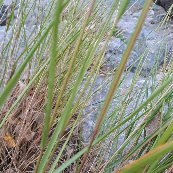 Achnatherum calamagrostis Лист