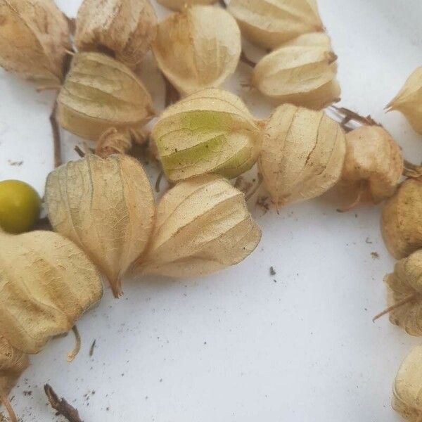 Physalis peruviana Fruit