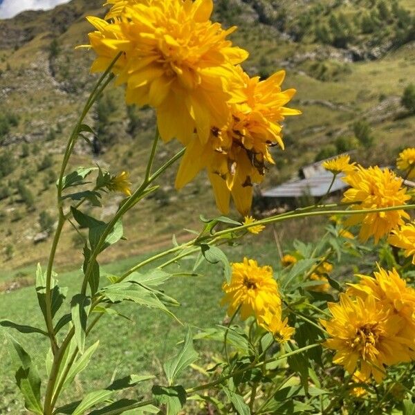 Rudbeckia laciniata Кветка