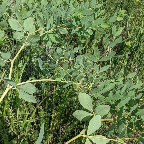 Baptisia alba 葉