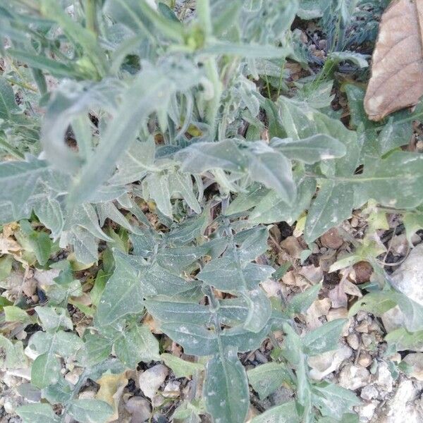 Sisymbrium orientale Leht