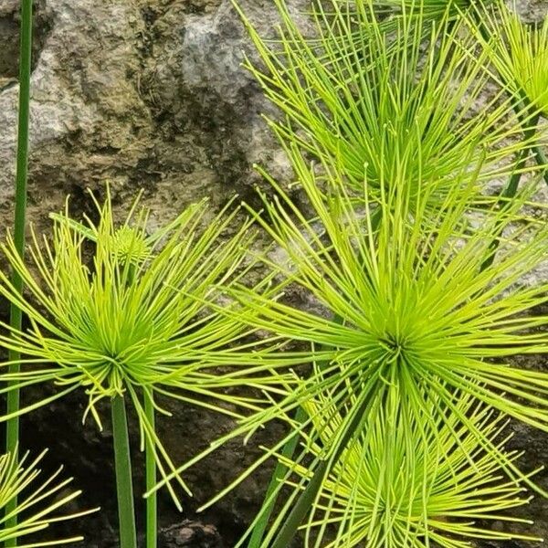 Cyperus haspan Folha