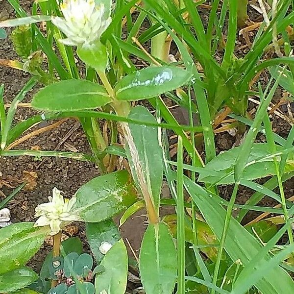 Gomphrena serrata Hábito