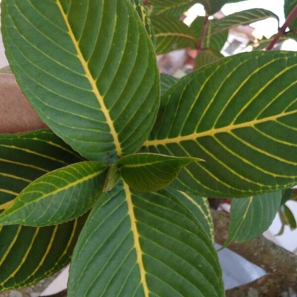 Sanchezia oblonga Leaf