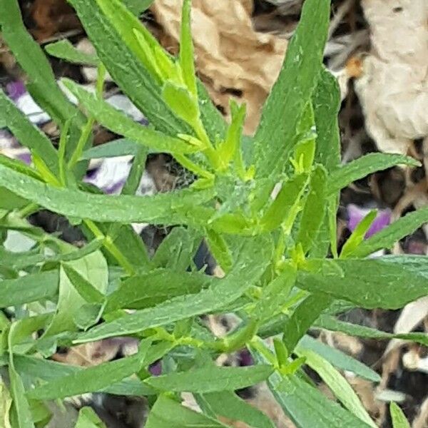 Artemisia dracunculus Lehti