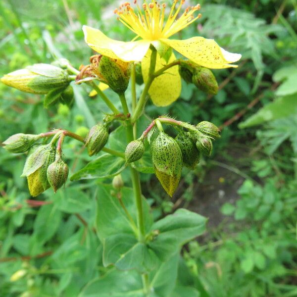 Hypericum richeri Flors