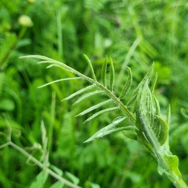 Vicia lathyroides Blad