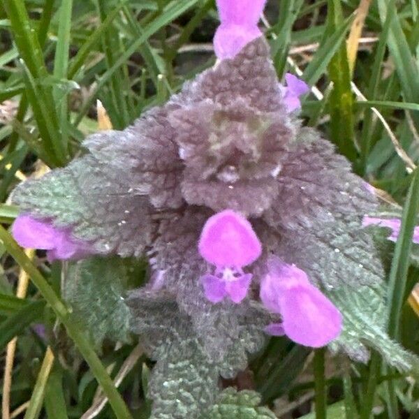 Lamium purpureum Virág