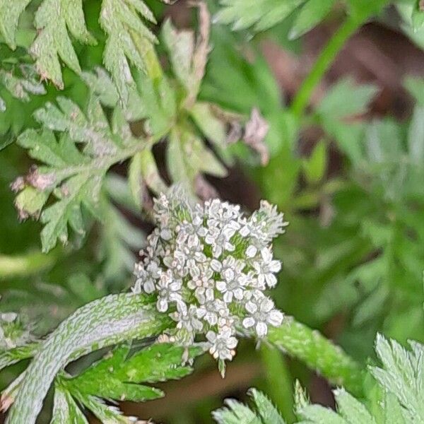 Torilis nodosa Flower