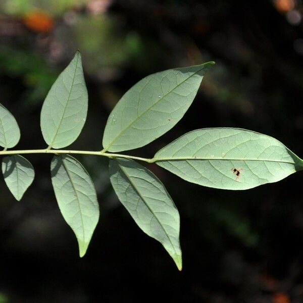 Cnestis polyphylla Folha