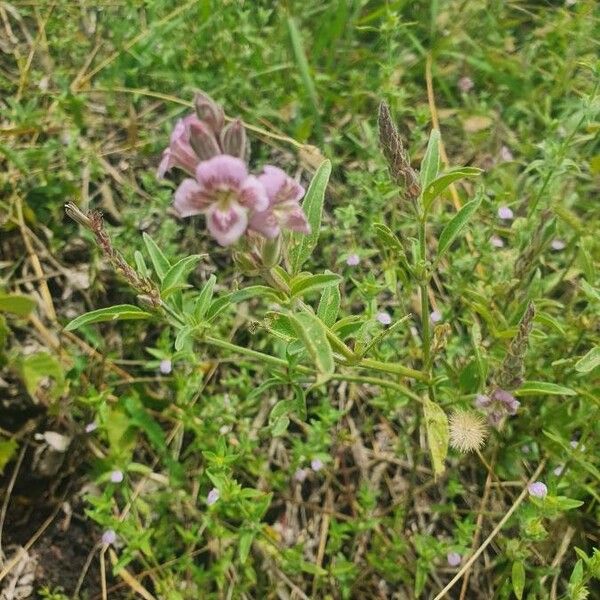 Asystasia riparia