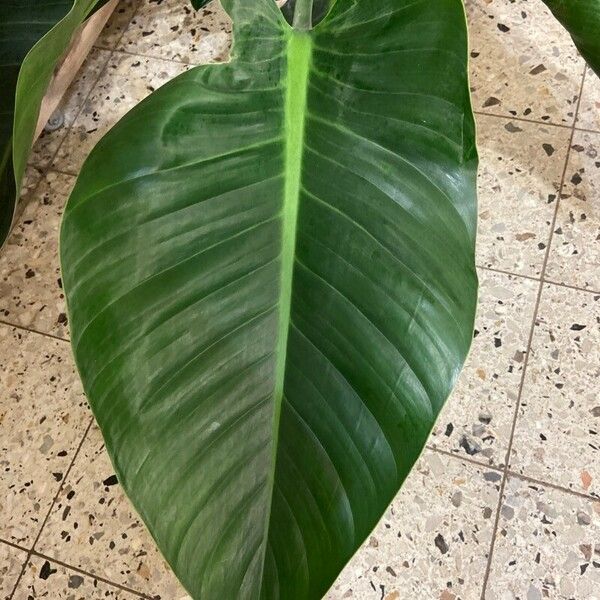 Philodendron davidsonii List