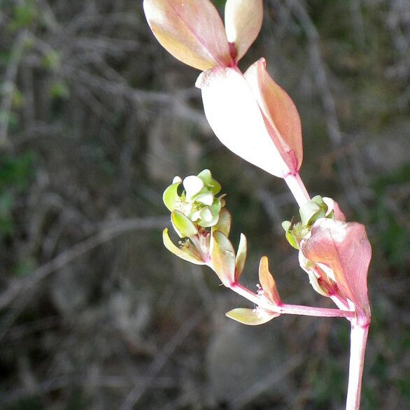 Lythrum borysthenicum 花