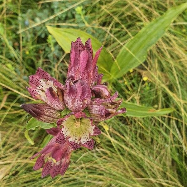 Gentiana pannonica Flower