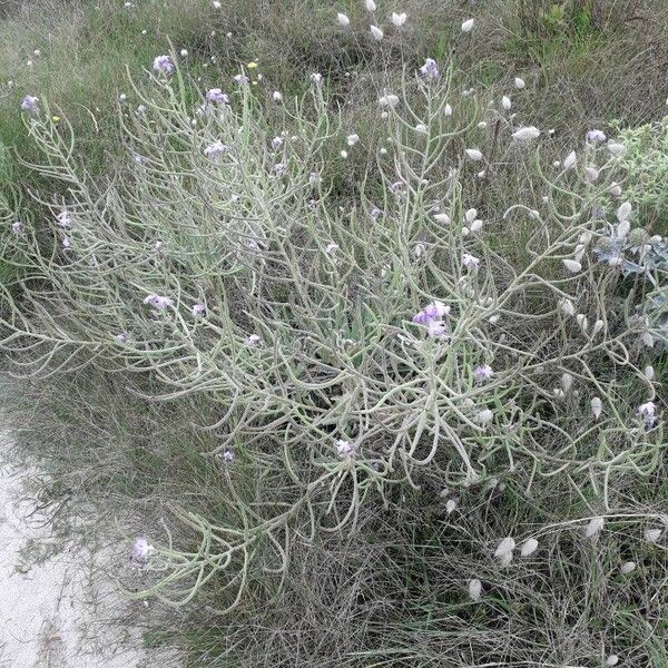 Matthiola sinuata Habitatea