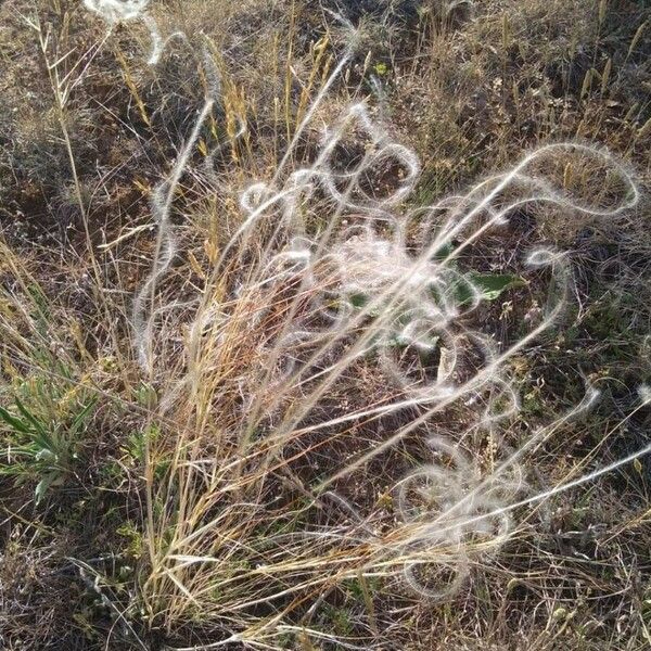 Stipa pennata Kukka