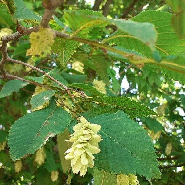 Ostrya carpinifolia Meyve