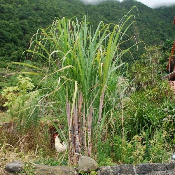 Saccharum officinarum Frunză