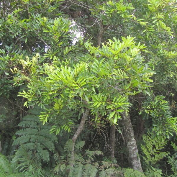 Cupaniopsis petiolulata