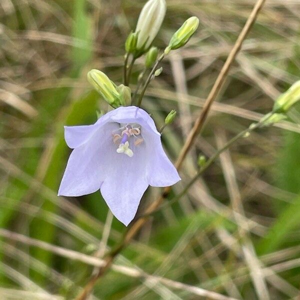 Campanula rotundifolia Flor