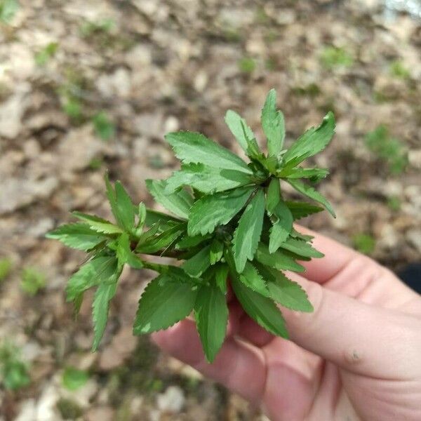 Ranunculus cassubicus Leaf