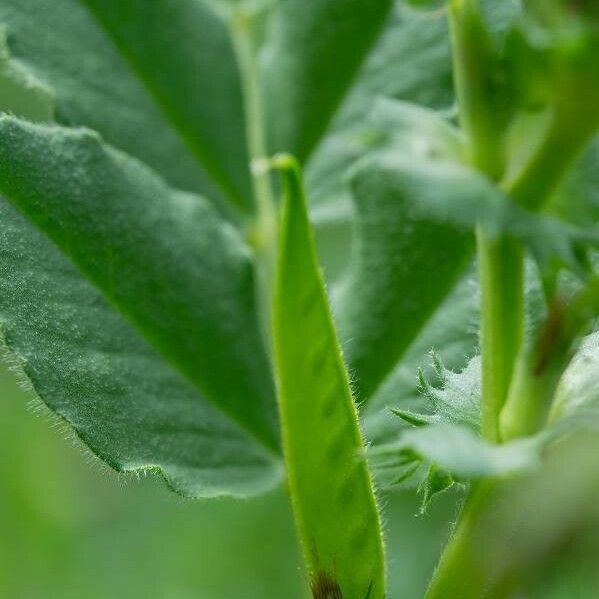 Vicia narbonensis Fruct