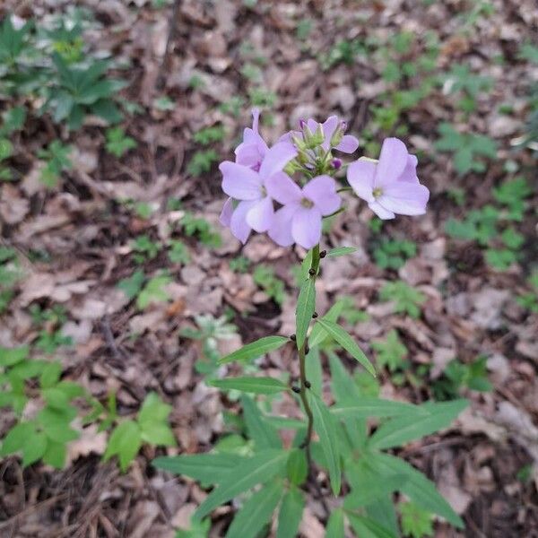 Cardamine bulbifera Habit