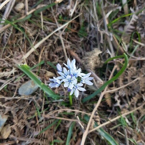 Scilla verna Flor