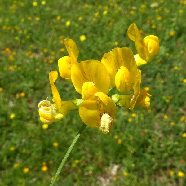 Lathyrus pratensis Fiore